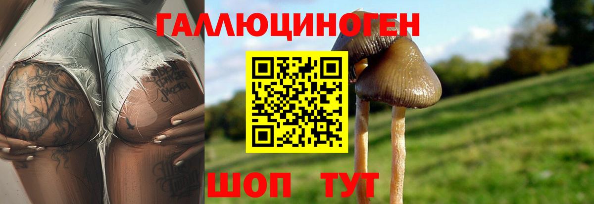 Галлюциногенные грибы Psilocybe  Вход с VPN  купить   Галлюциногенные грибы прущие грибы  Краснодар 